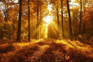 Obraz premium Golden Autumn Forest with Sunlight and Colorful Fallen Leaves