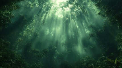 Fototapeta premium Sunlight filtering through a dense forest canopy.