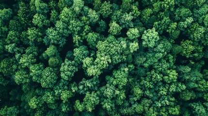 Aerial top view forest tree, Rainforest ecosystem and healthy environment concept and background, Texture of green tree forest view from above