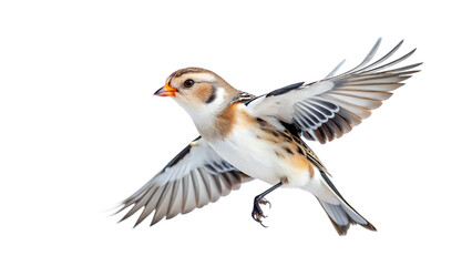 Obraz premium Snow Bunting in Flight with White Background