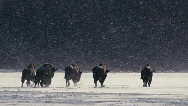European Bison Herd Battling Snowstorm in Belarusian Winter Landscape