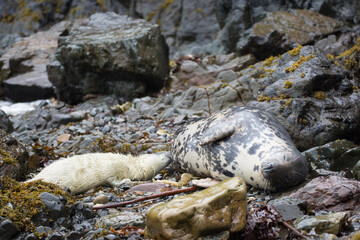Fototapeta premium Grey seal and her pup in a cove on the Pembrokeshire Coast, Wales.
