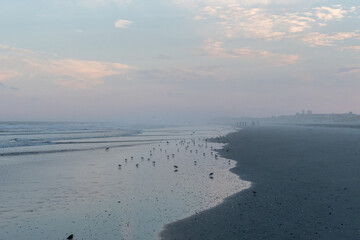 Avalon, New Jersey, USA - A large flock of Sand Pipers and one large laughing gull seagull on the beach at sunset on the coast line of the Atlantic Ocean in this jersey shore town