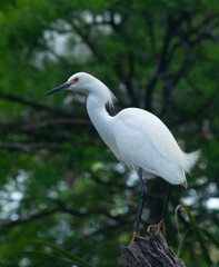 Snowy Egret in a tree