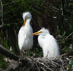 White Heron Chicks