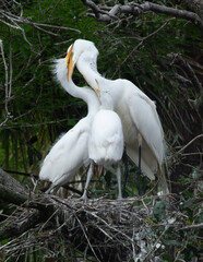 White Heron with chicks