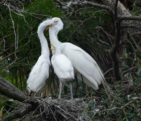 White Heron with chicks