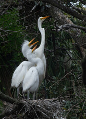 White Heron with chicks