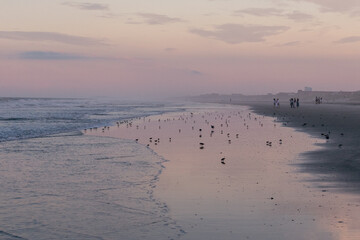 Avalon, New Jersey, USA - A large flock of Sand Pipers and one large laughing gull seagull on the beach at sunset on the coast line of the Atlantic Ocean in this jersey shore town