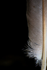 Close-Up of a Single Feather, against a dark black background