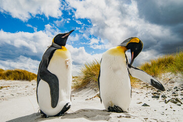 Fototapeta premium King Penguins The Falkland Island
