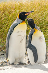 Fototapeta premium King Penguins The Falkland Island