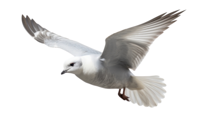 PNG Fulmar flying seagull animal.