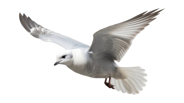PNG Fulmar flying seagull animal.
