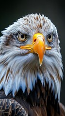 Obraz premium wild eagle 
