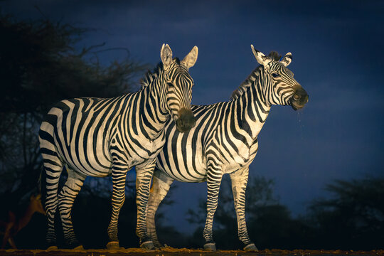 two zebras cautiously approach the waterhole, looking for any danger and ready to flee, somewhere in Kenya