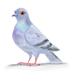 pigeon on white