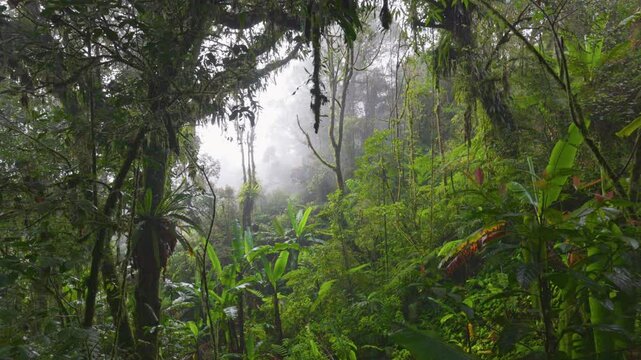 Foggy jungle rain forest early in the morning. Camera moves through moss-covered trees, bushes and vines in jungle mossy forest, Cameron Highlands, Malaysia