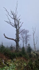 A single malnourished tree stands silently in the embrace of fog.