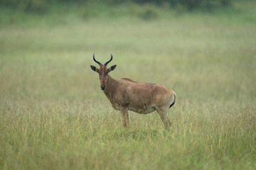 Coke hartebeest stands watching camera in rain