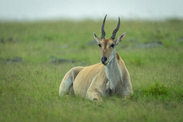 Common eland lies in rain on savannah