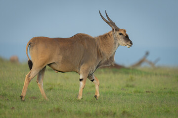 Naklejka premium Common eland crosses grass under blue sky