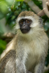 Close-up of vervet monkey sat watching camera