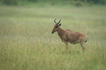 Coke hartebeest stands watching camera in profile