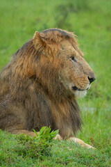 Close-up of male lion lying on savannah