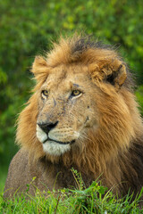 Obraz premium Close-up of male lion lying staring forward