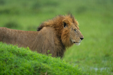 Close-up of male lion standing behind mound