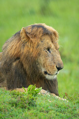Close-up of male lion lying in rain