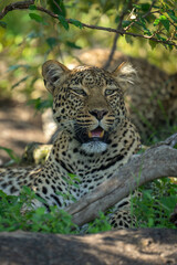 Close-up of female leopard lying in bushes