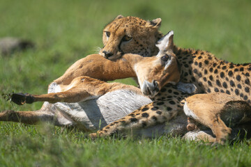 Close-up of female cheetah lying biting impala © Nick Dale
