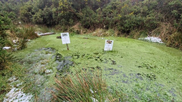 A pond dedicated to the common frog, inviting a closer look at local wildlife.