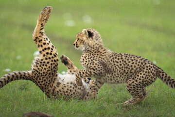 Close-up of cheetah cubs playing in grass