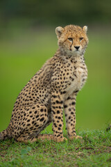 Close-up of cheetah cub sitting on ridge