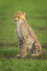 Fototapeta premium Close-up of cheetah cub sitting on grassland