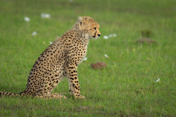 Close-up of cheetah cub sitting in profile