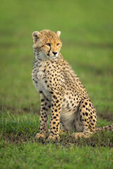 Close-up of cheetah cub sat on savannah