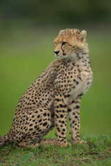 Fototapeta premium Close-up of cheetah cub sat turning head