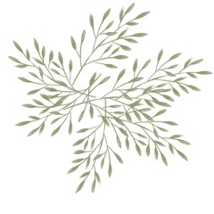 Fototapeta premium branches of a pine