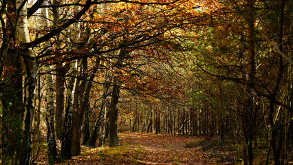 Jesienny krajobraz z drzewami pokrytymi kolorowymi liśćmi.