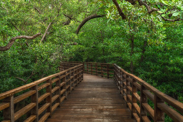 Phra chedi klang nam mangrove forest, Rayong Province, Thailand. Mangrove forest background in the wetland area where fresh water and sea water meet. Nature and environment conservation concept.