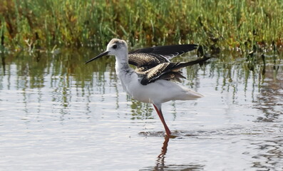 Black-winged stilt juvenile (Himantopus himantopus) birds of Montenegro