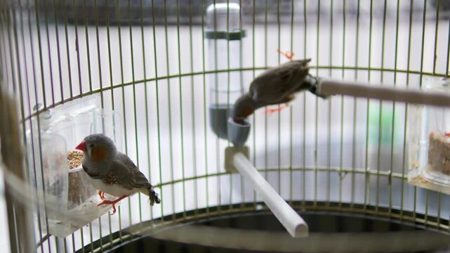 Zebra Finches Perched Close up shot of two cute little zebra finch or chestnut-eared finch, taeniopygia guttata spotted perching on tree branch and wondering around it surrounding environments,