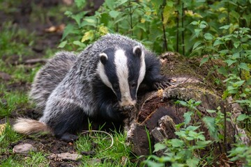 Badger foraging for food in Wales.