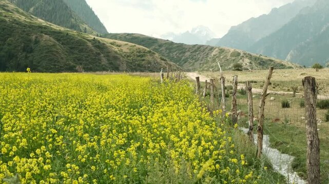 Vibrant Yellow Flower Field Set Against the Backdrop of Serene Mountains