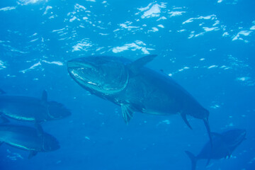 Obraz premium ルアーを口につけたイソマグロ 小笠原 ケータ嫁島 マグロ穴