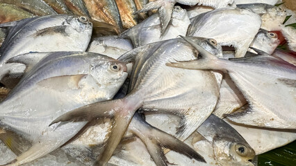fresh white pomfret or silver pomfret fish in supermarket, fresh fish produce White pomfret fish in Iced Container, Fish market showcase